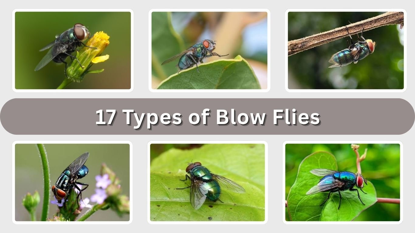 17 Types of Blow Flies: Identification, Habitat and Facts