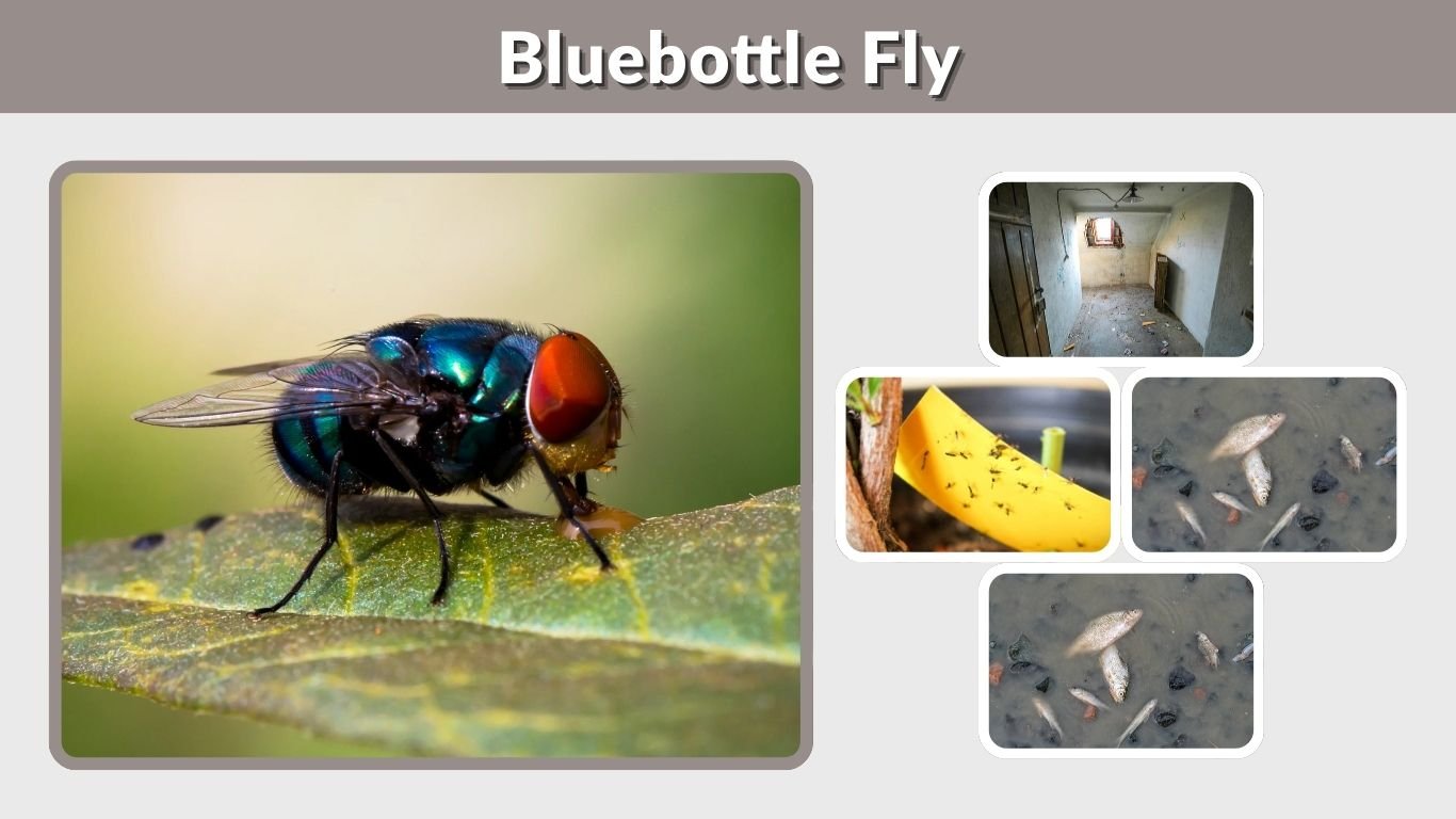Bluebottle Fly: Identification, Life Cycle, Bites, and Removal