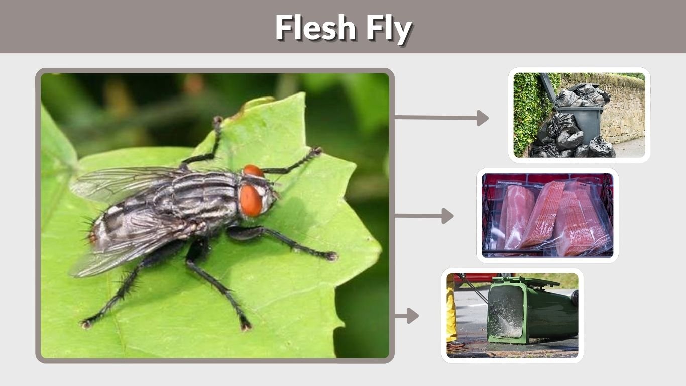 Flesh Fly: Identification, Bites, Life Cycle, and Control