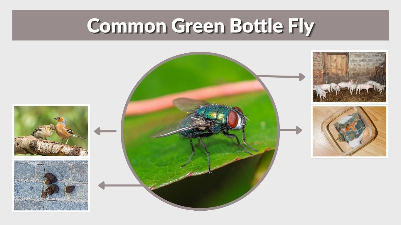 Common Green Bottle Fly: Identification, Life Cycle and Control