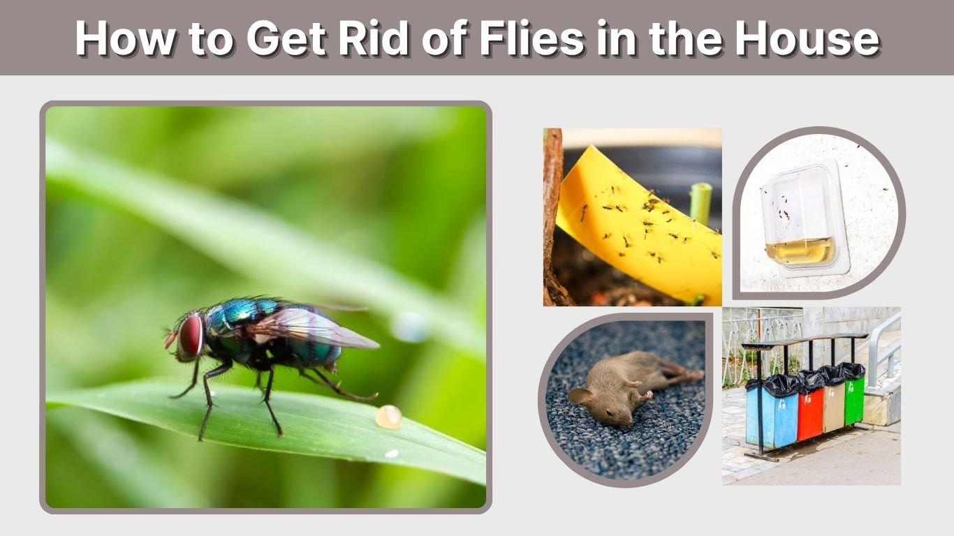 How to Get Rid of Flies in the House Quickly