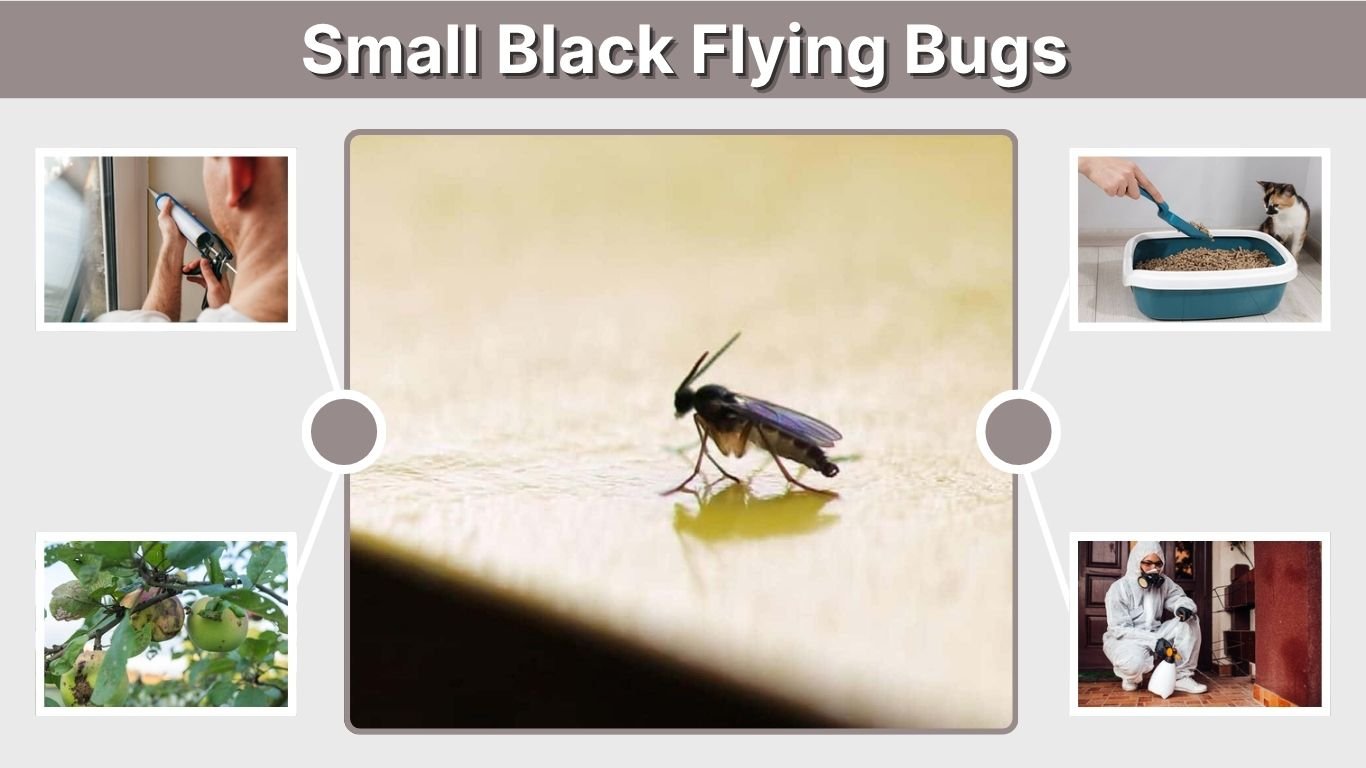 Small Black Flying Bugs in the House: Identification and Removal