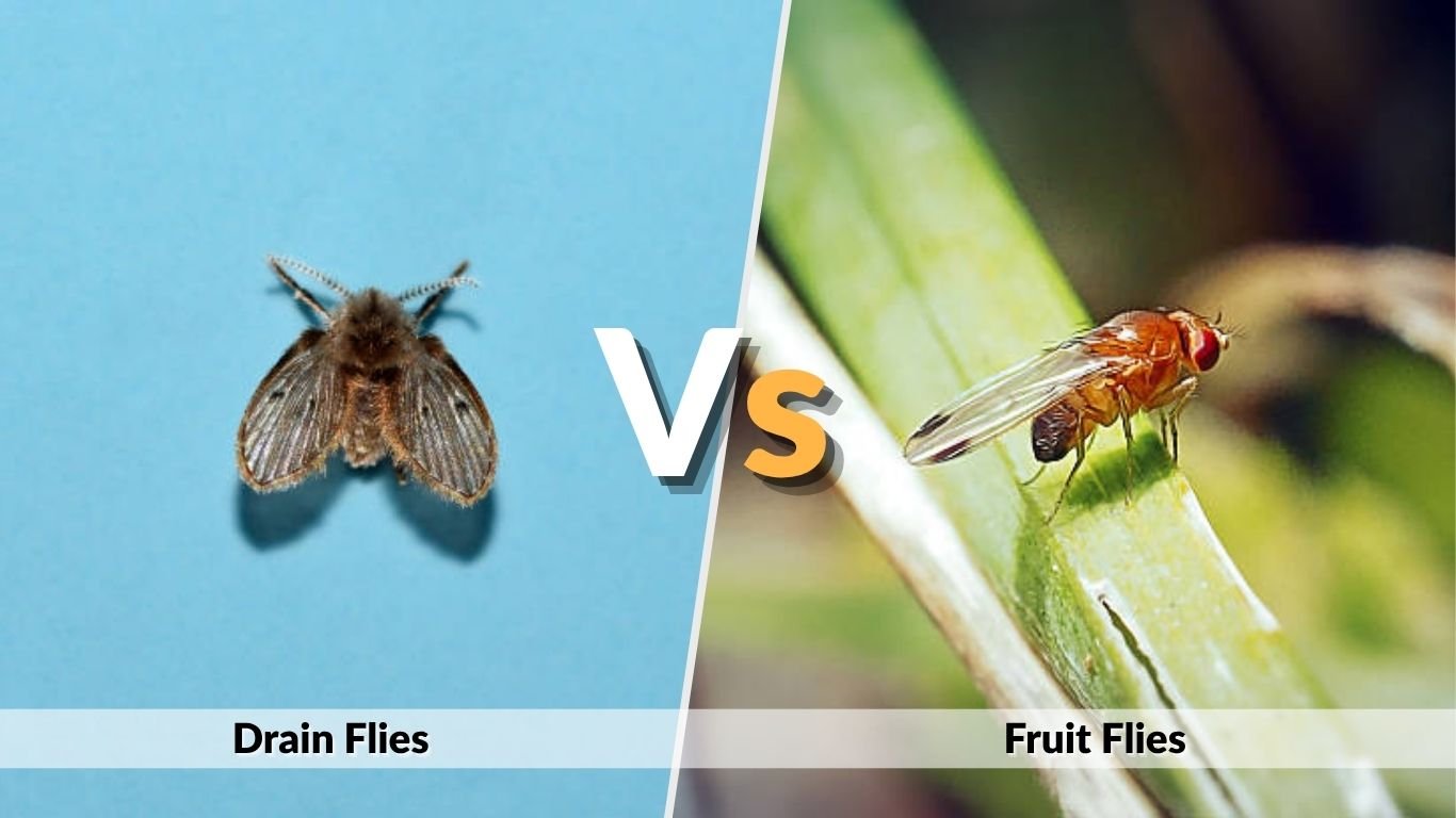 Drain Flies vs Fruit Flies: Identification and Control