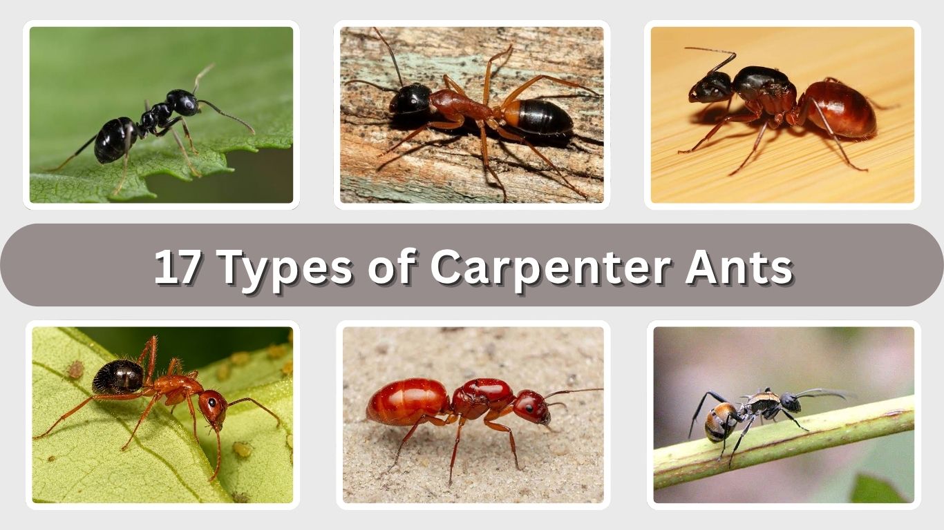 17 Types of Carpenter Ants: Identification and Facts