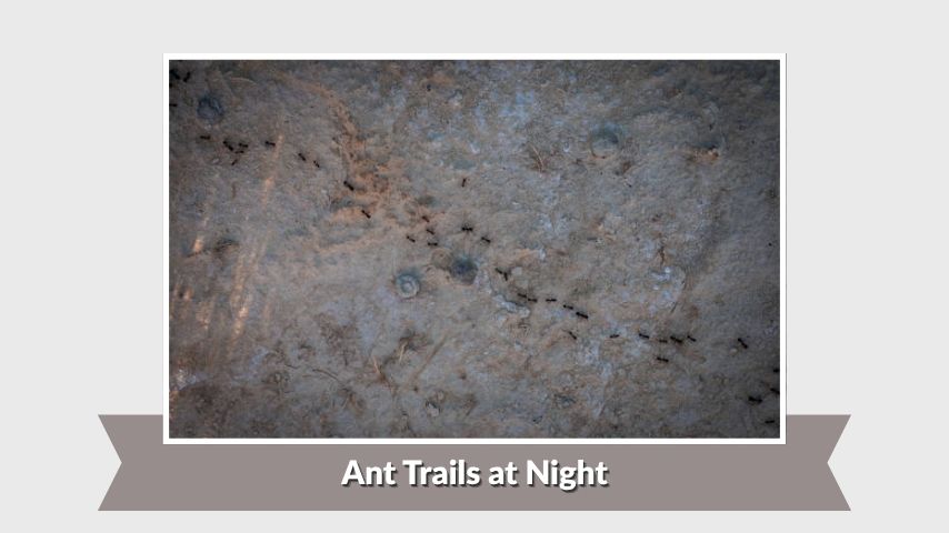 Ant Trails at Night