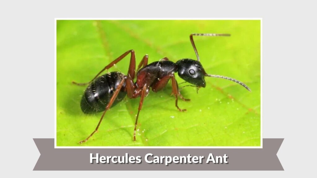 Hercules Carpenter Ant