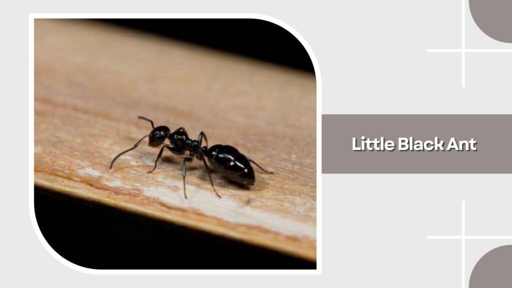 Little Black Ant