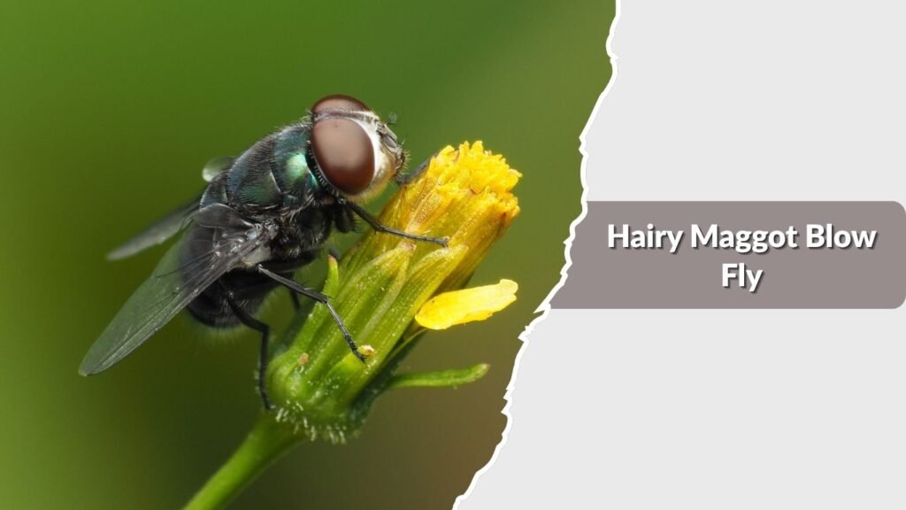 Hairy Maggot Blow Fly