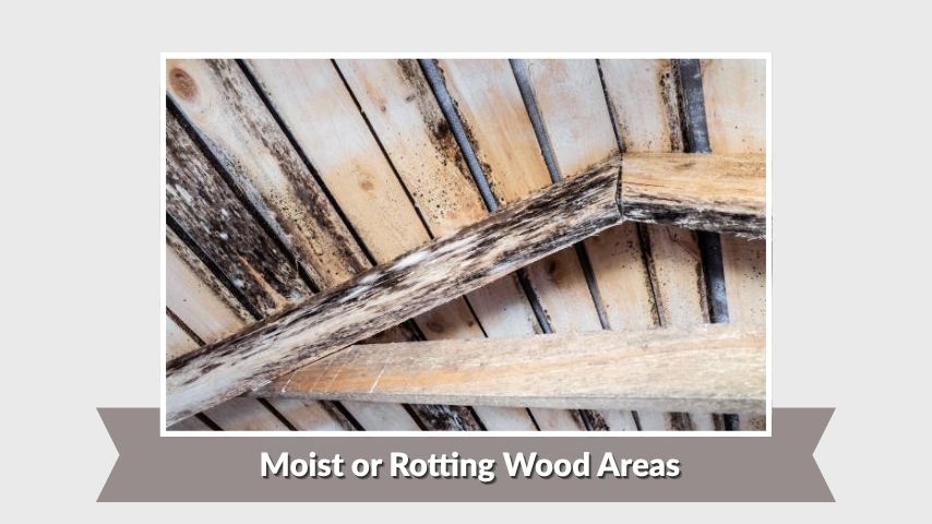 Moist or Rotting Wood Areas