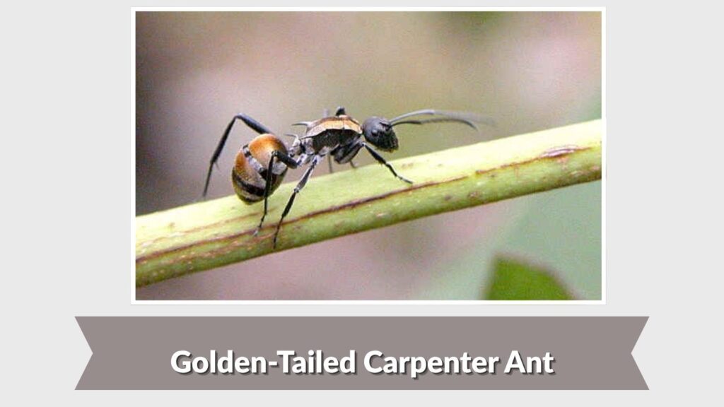 Golden-Tailed Carpenter Ant