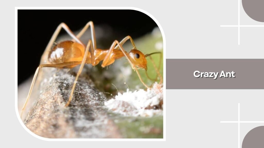 Crazy Ant