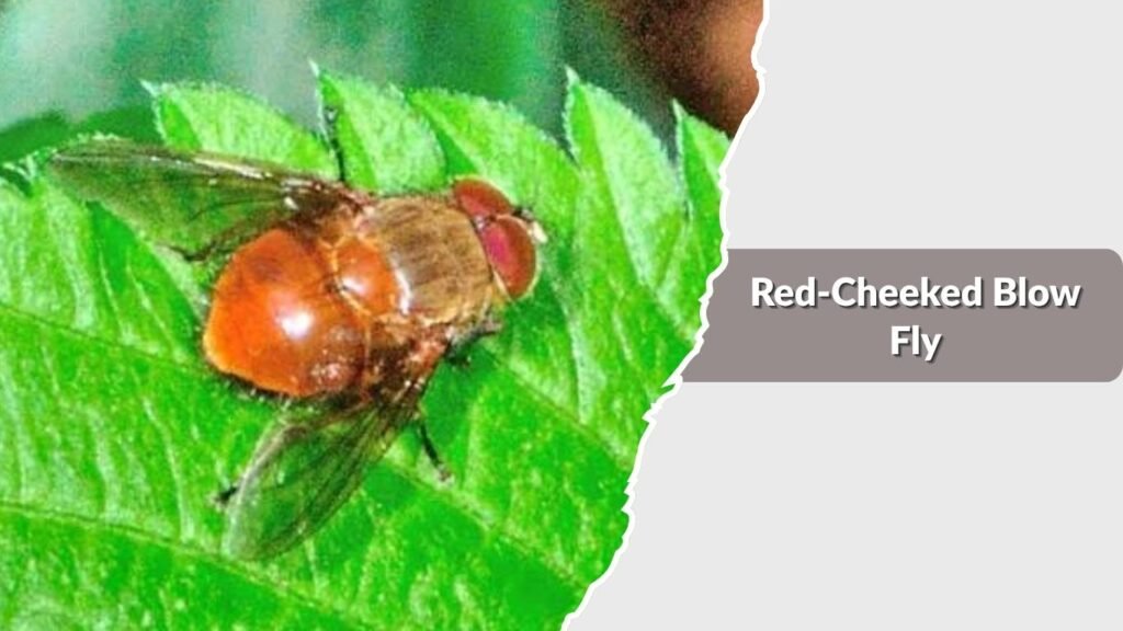 Red-Cheeked Blow Fly