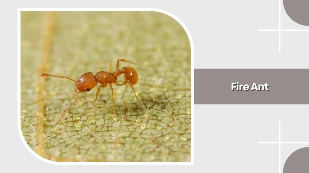 Fire Ant
