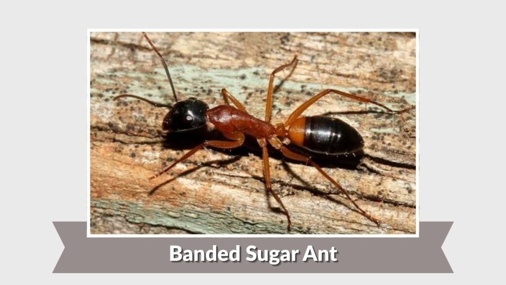 Banded Sugar Ant