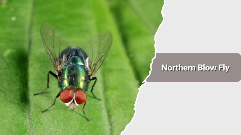 Northern Blow Fly