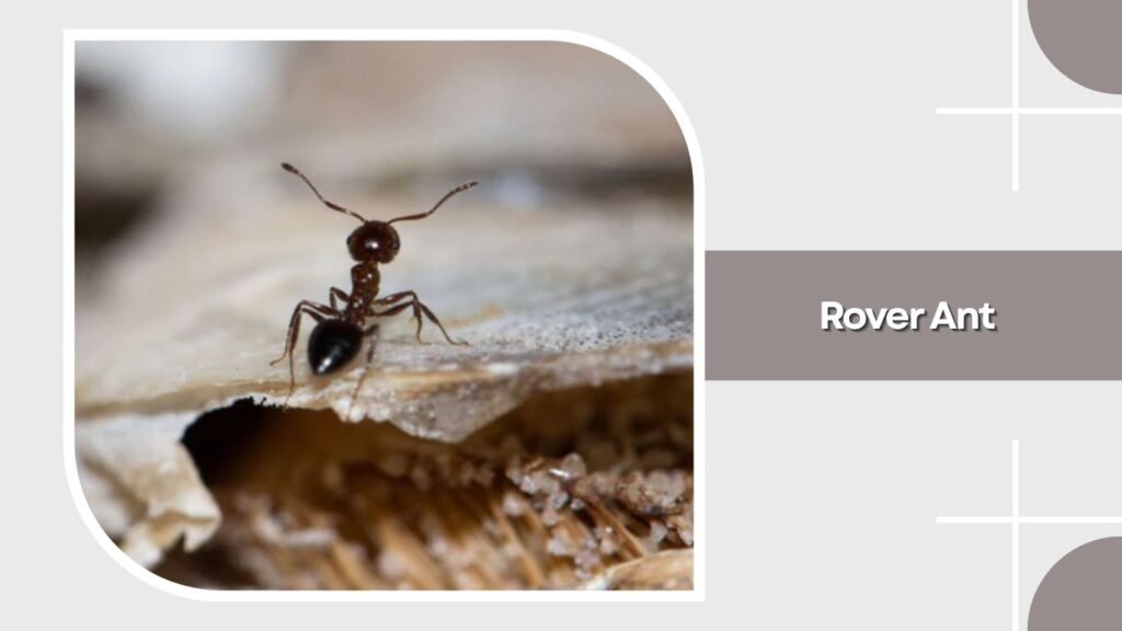 Rover Ant