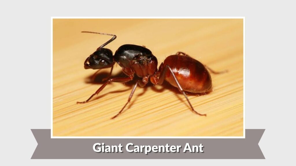Giant Carpenter Ant