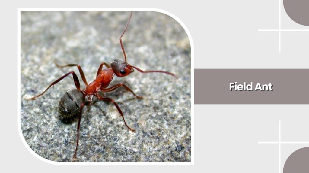 Field Ant