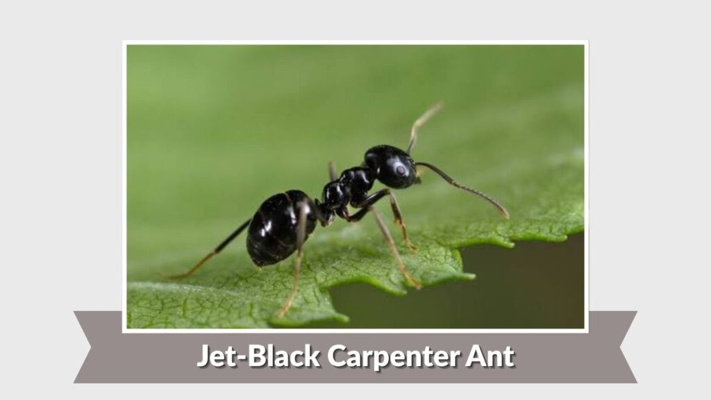 Jet-Black Carpenter Ant