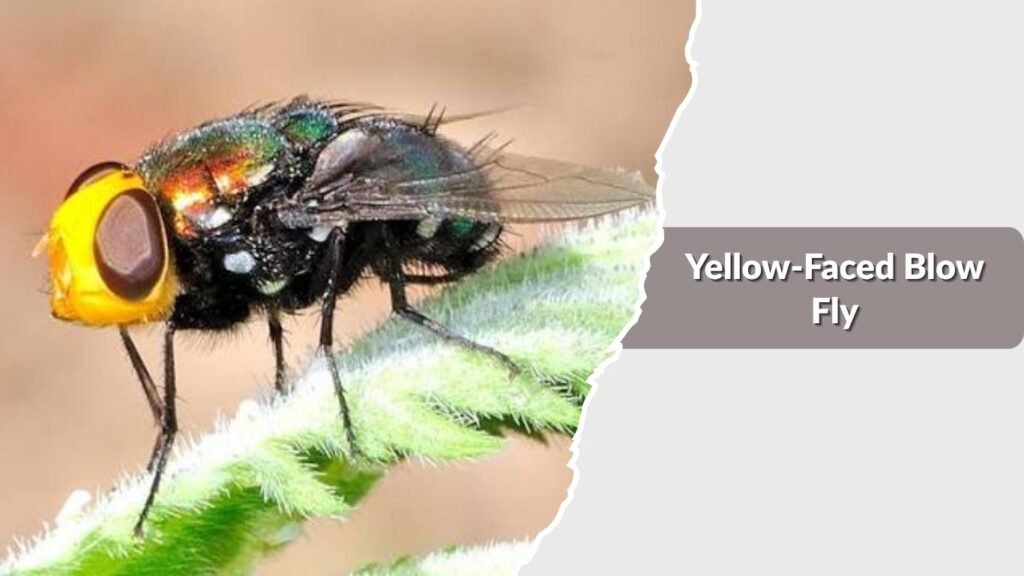 Yellow-Faced Blow Fly