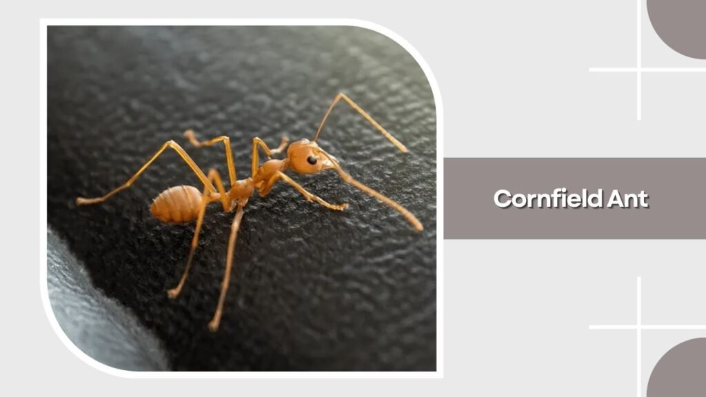 Cornfield Ant