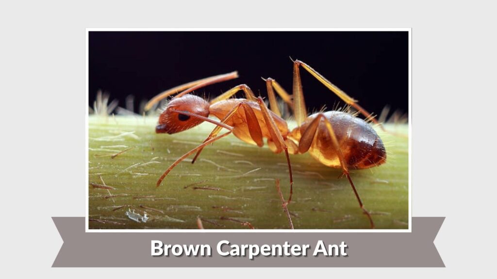 Brown Carpenter Ant