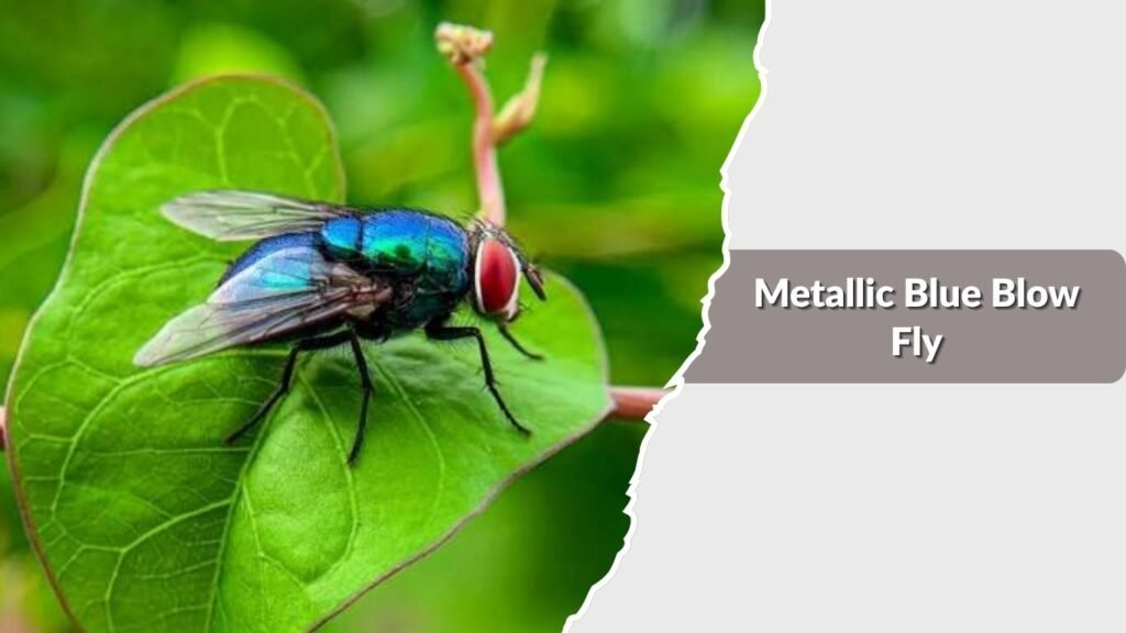 Metallic Blue Blow Fly