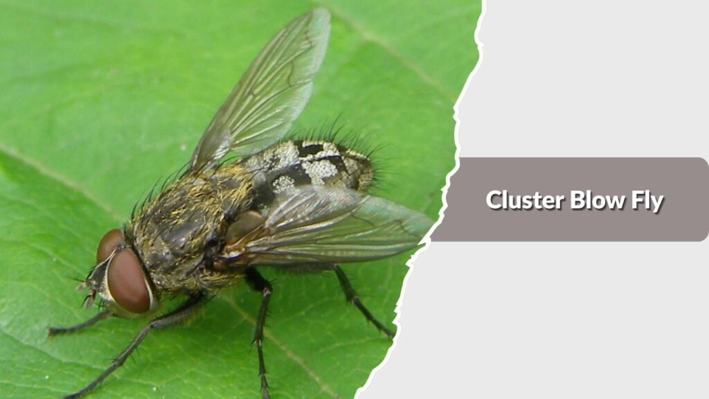 Cluster Blow Fly