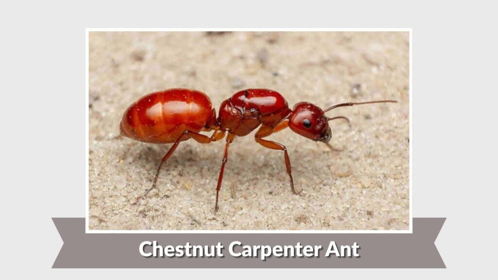 Chestnut Carpenter Ant