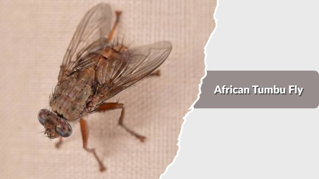  African Tumbu Fly