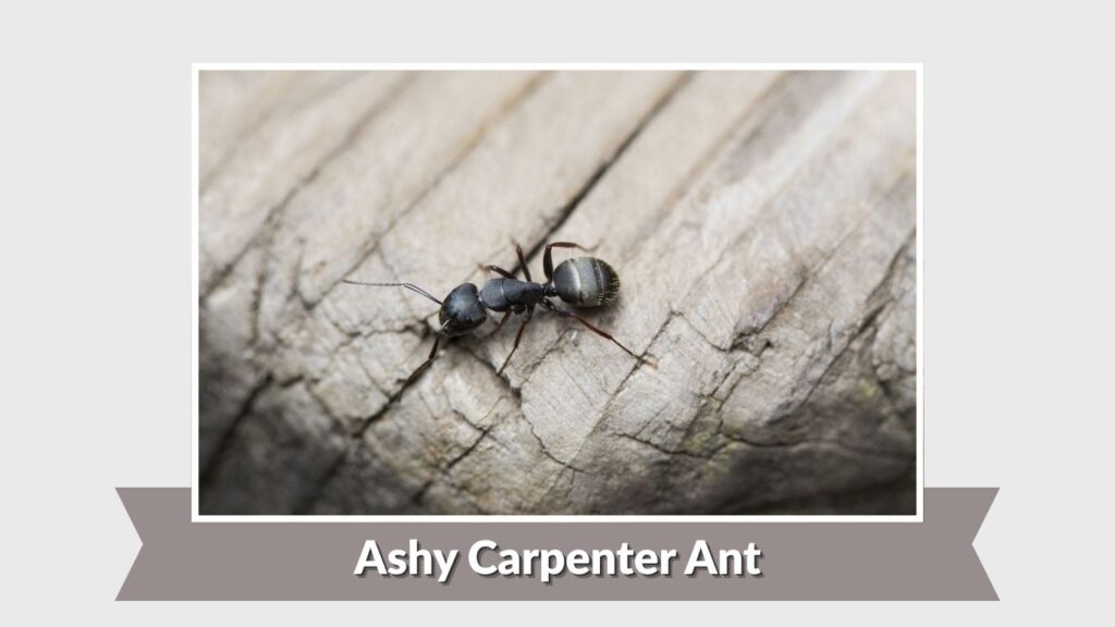 Ashy Carpenter Ant