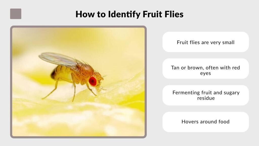 How to Identify Fruit Flies