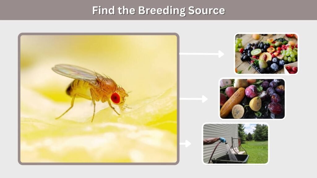 Find the Breeding Source