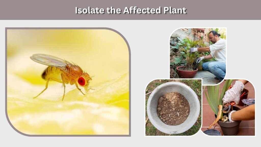  Isolate the Affected Plant