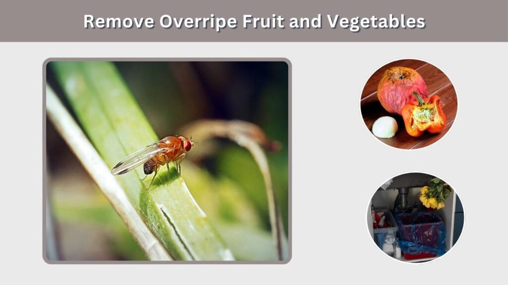 Remove Overripe Fruit and Vegetables