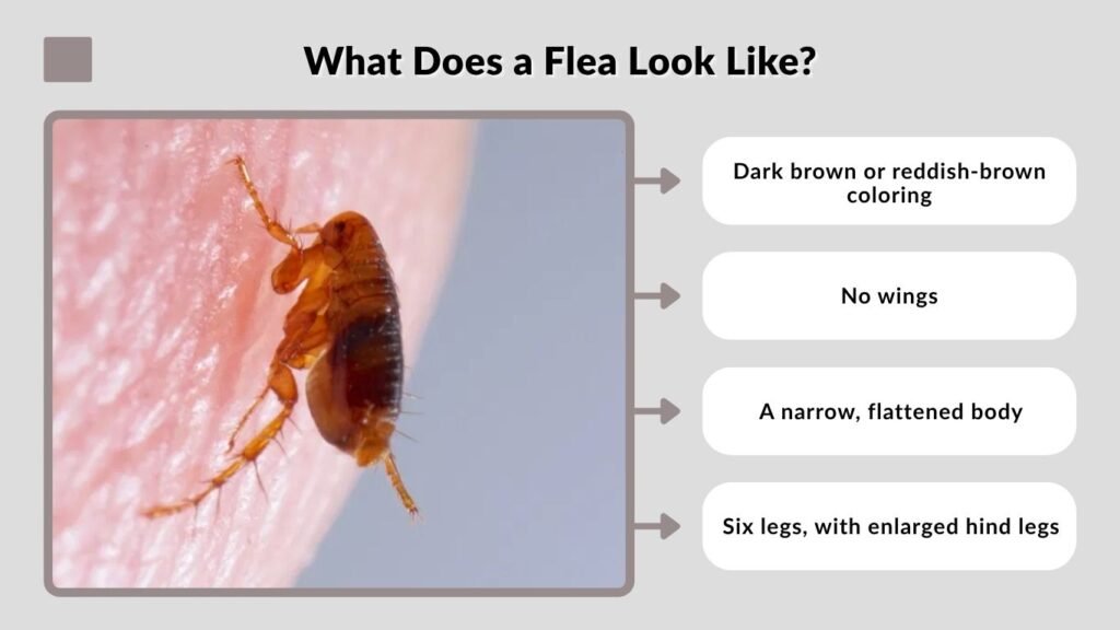 What Does a Flea Look Like?