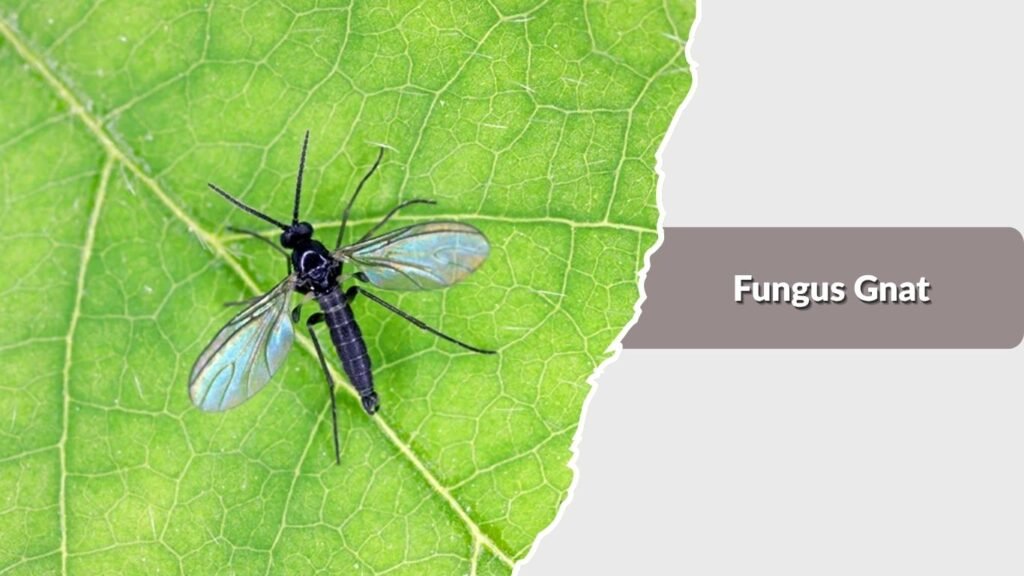 Fungus Gnat