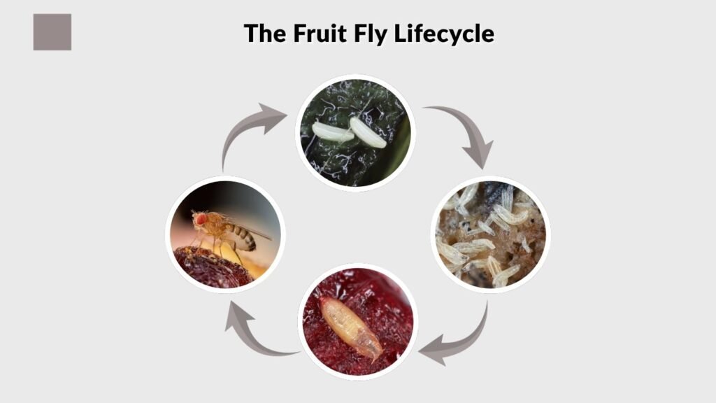 The Fruit Fly Lifecycle