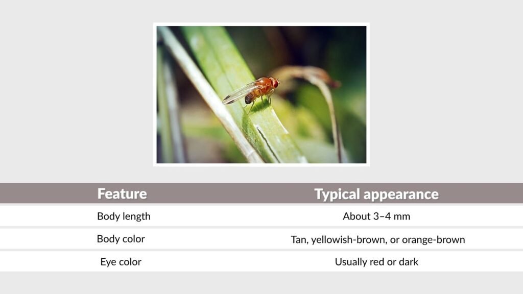 Fruit Fly Size