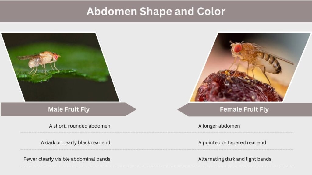Abdomen Shape and Color