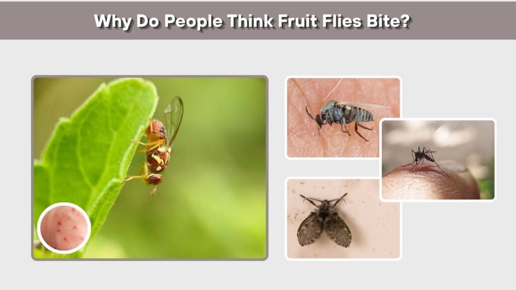 Why Do People Think Fruit Flies Bite?