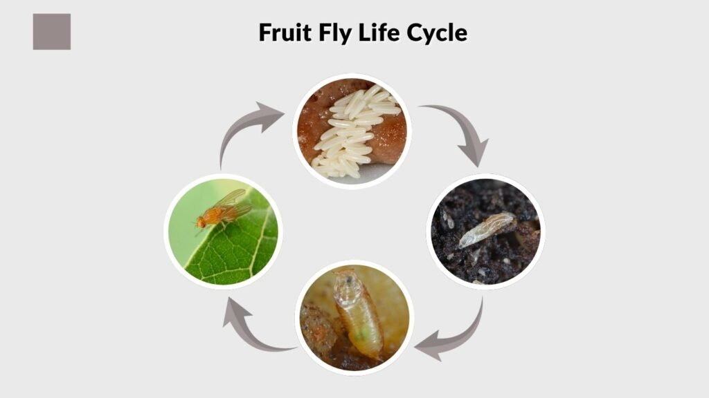 Fruit Fly Life Cycle