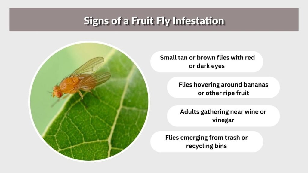 Signs of a Fruit Fly Infestation