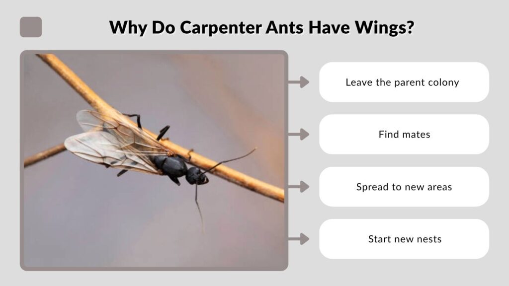 Why Do Carpenter Ants Have Wings?