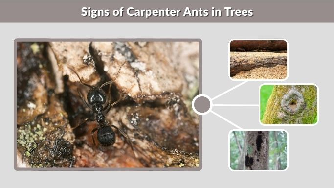 Signs of Carpenter Ants in Trees