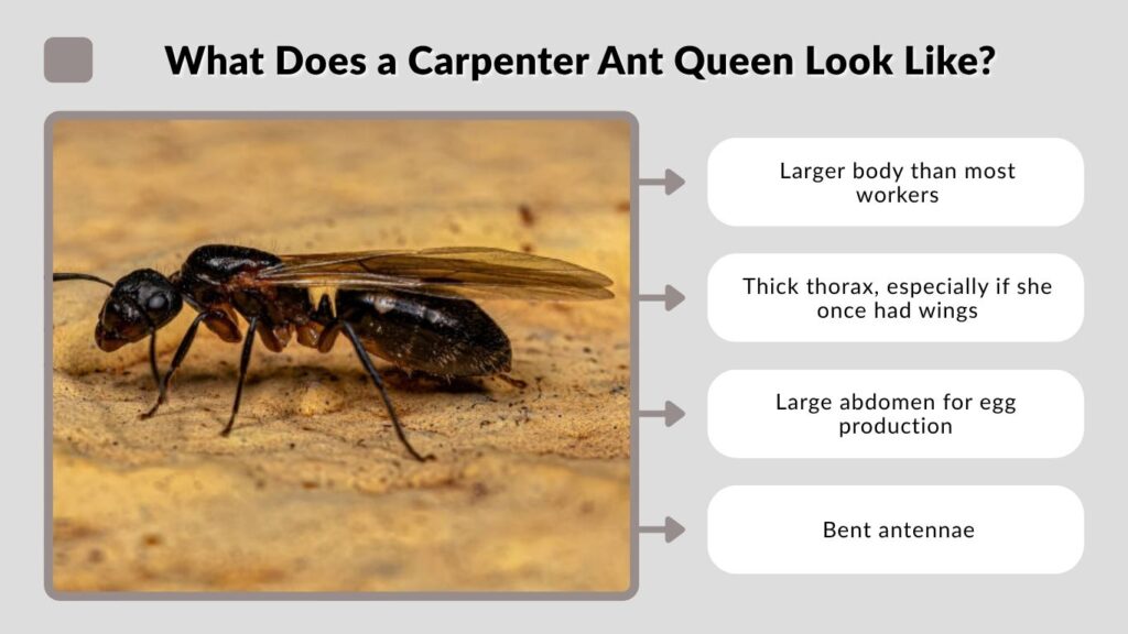 What Does a Carpenter Ant Queen Look Like?