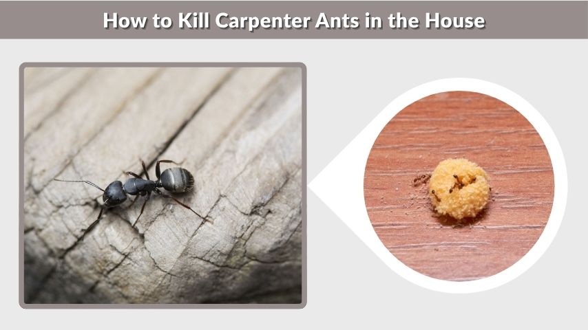 How to Kill Carpenter Ants in the House