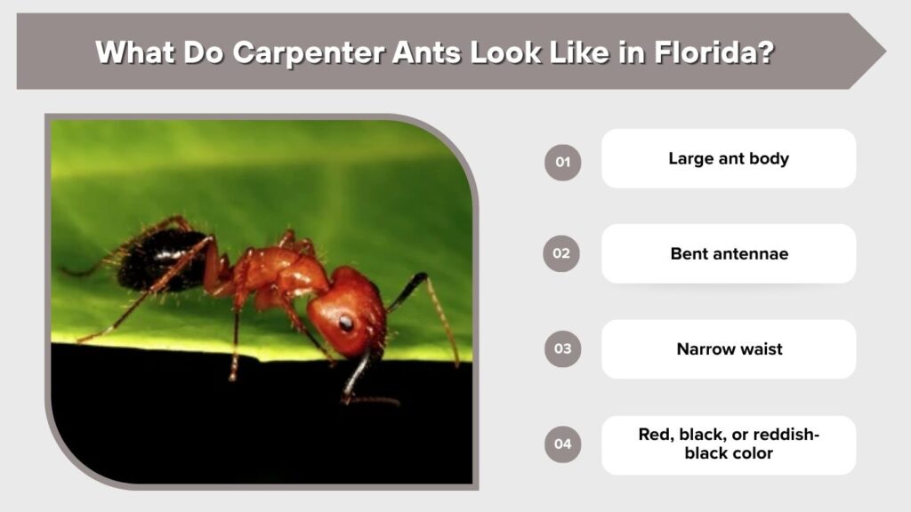 What Do Carpenter Ants Look Like in Florida?