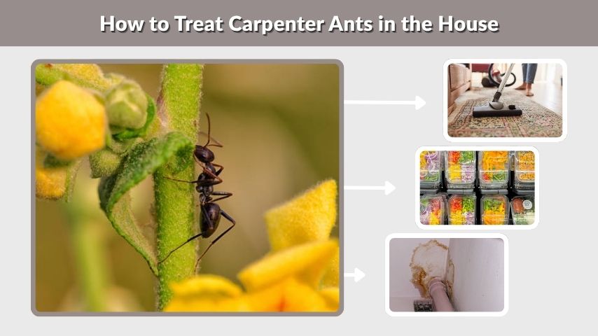 How to Treat Carpenter Ants in the House