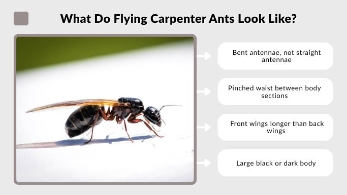 What Do Flying Carpenter Ants Look Like?
